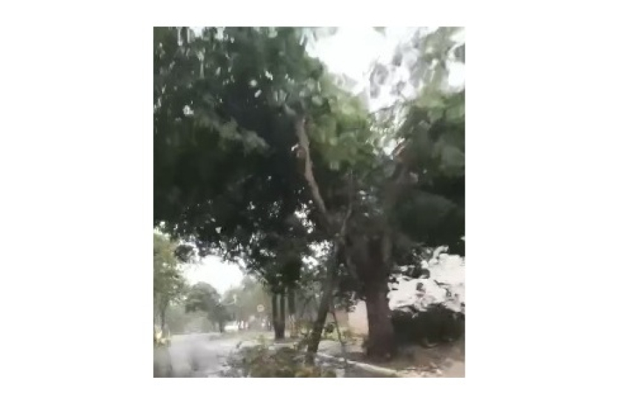 Vendaval arranca telhados, derruba árvores e causa estragos